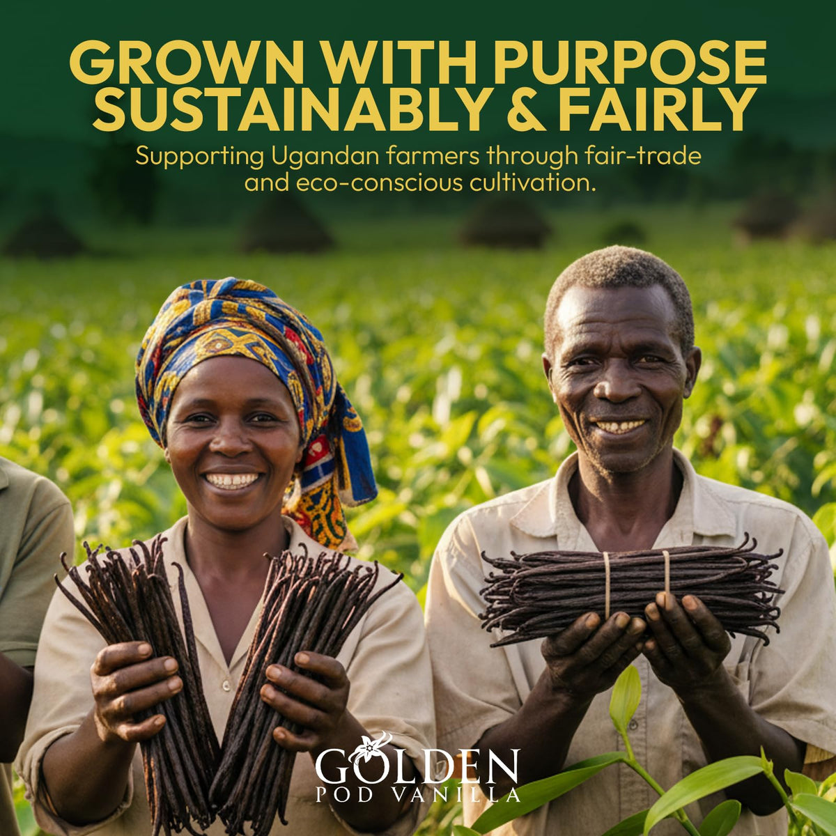 Golden Pod Vanilla Beans 50 Count – Gourmet Grade A Whole Vanilla Pods for Extracts & Baking