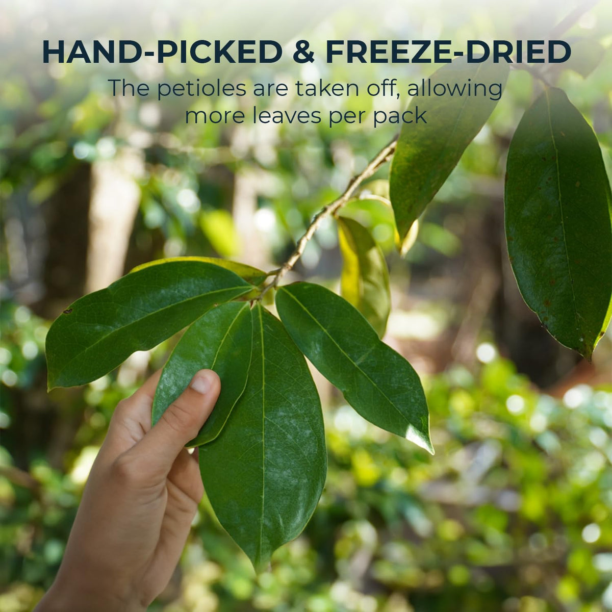 INJOY YOUR VITALGRI:N Soursop Leaf Tea – Handpicked, Caffeine-Free, Re-Steepable, 100+ Cups