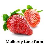 Mulberry Lane Farms Organic Oat Bran – 5 lb Bulk, Non-GMO & 100% Oat Bran