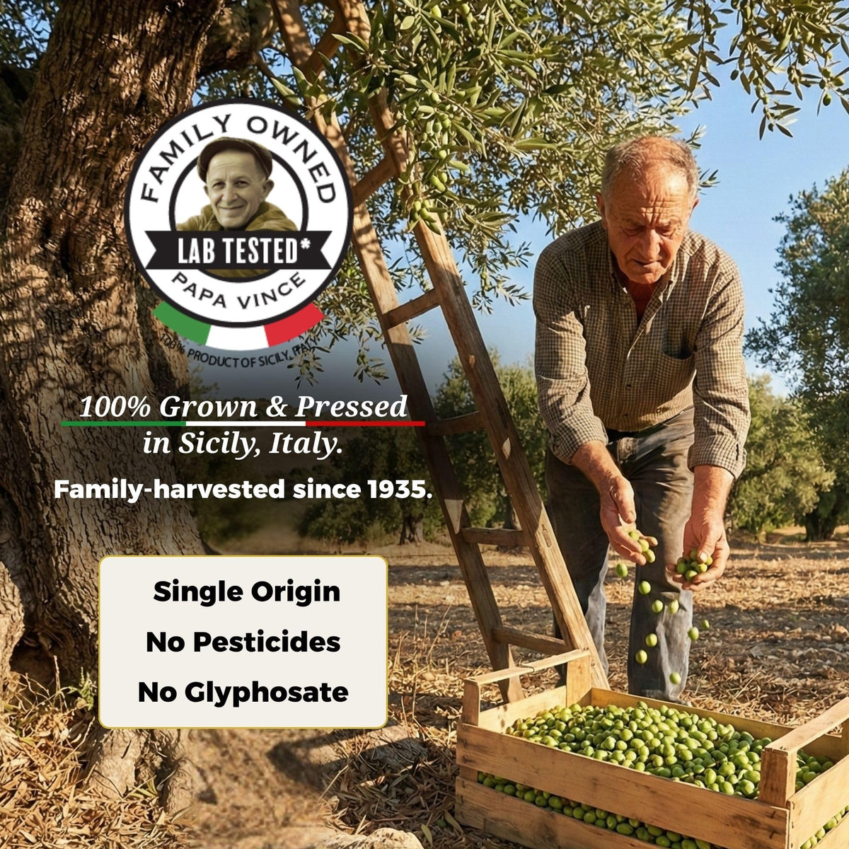 Papa Vince Hydroxytyrosol Olive Oil – Lab-Tested Polyphenols, First Cold Press, Sicilian Harvest 2024/25