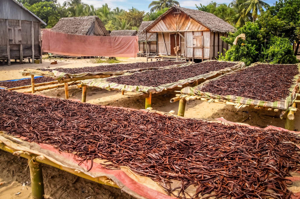 25 Tahitian Vanilla Beans – Grade B Whole Pods for Baking & Extract | Vanilla Bean Kings