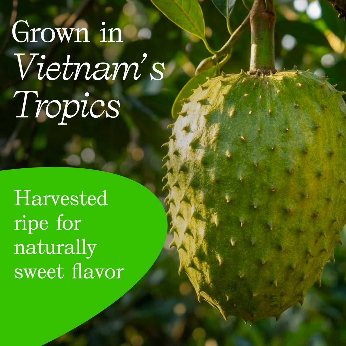 Vinamit Soft Dried Soursop Fruit with Seeds — 5 Pack (3.5 oz each) | Vegan, Gluten-Free, Non-GMO