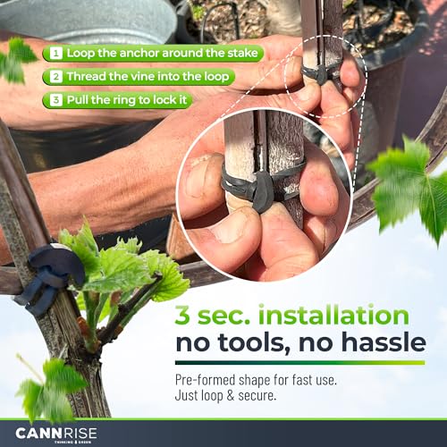 Anchor Bands for Trellising – 70-Pack 8 cm/3.14 in Rubber Vine Ties, UV-Protected Bands: Grapevines, Trees & Climbing Plants – Tool-Free Loop-and-Anchor Design for Install, Weatherproof - size: 70 pack / 3.14"