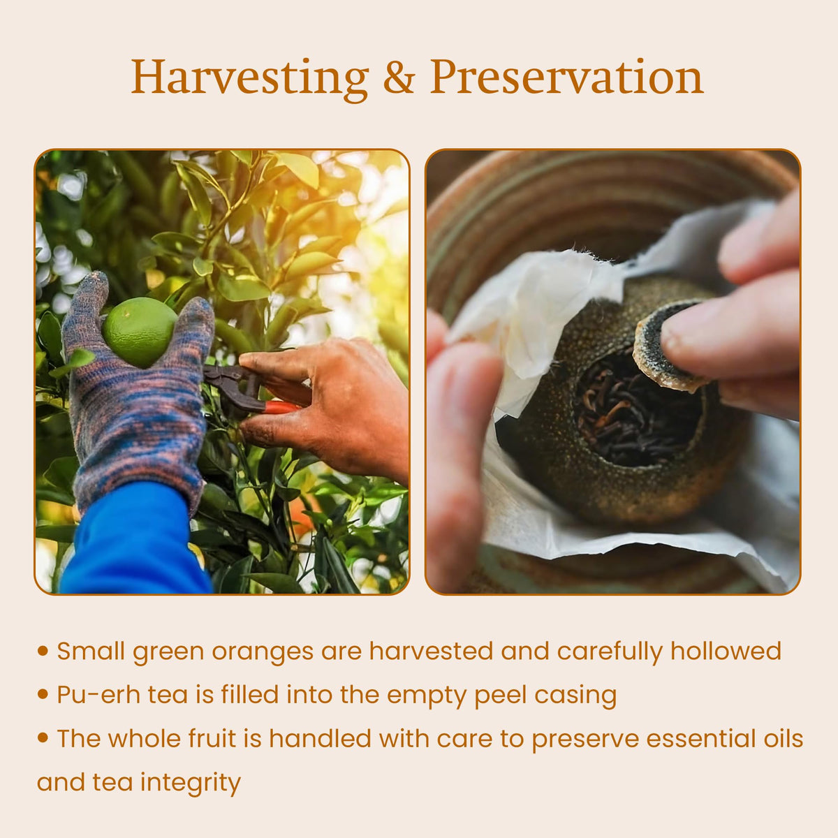 ANNHI TEA Mandarin Pearl Puerh - 6 Whole Dried Citrus Pieces, Premium Fermented Puerh Tea with Mandarin Peel, Smooth, Earthy & Sweet Aroma, Natural Vietnamese Detox Tea Pack