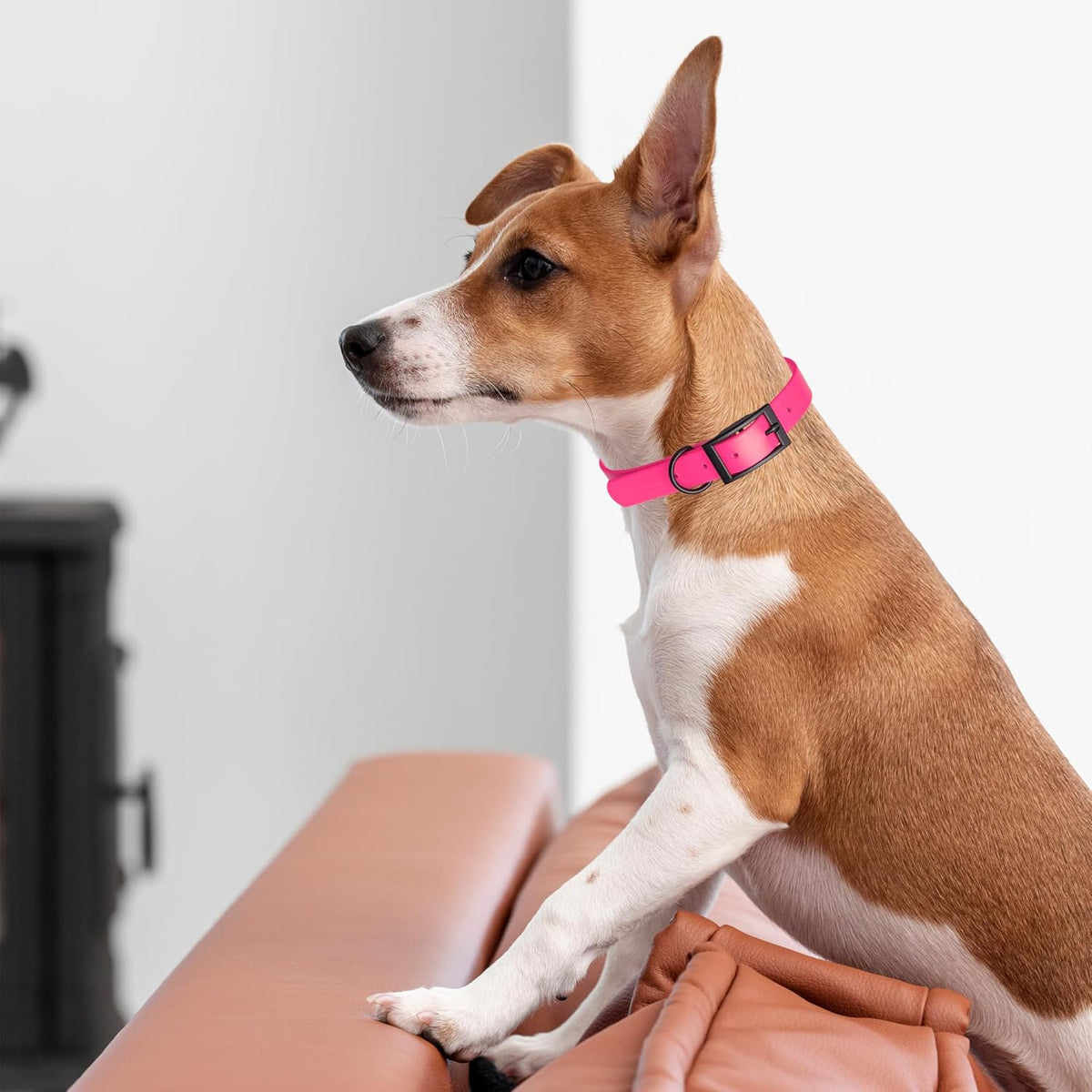 Dogline Biothane Waterproof Dog Collar Strong Coated Nylon Webbing with Black Hardware Odor- Proof for Easy Care Easy to Clean High Performance Fits Small Medium or Large Dogs, Passionfruit Pink