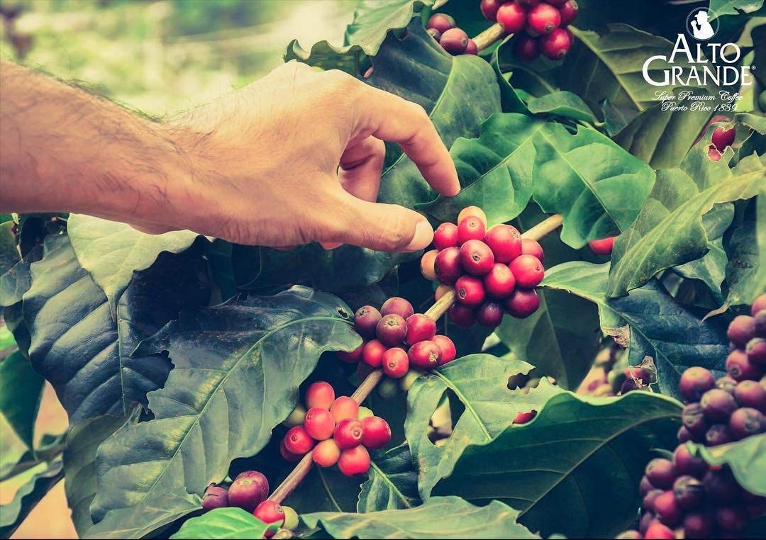 Alto Grande Premium Coffee Whole Bean - 2 Lbs - Rich Aroma & Full Body