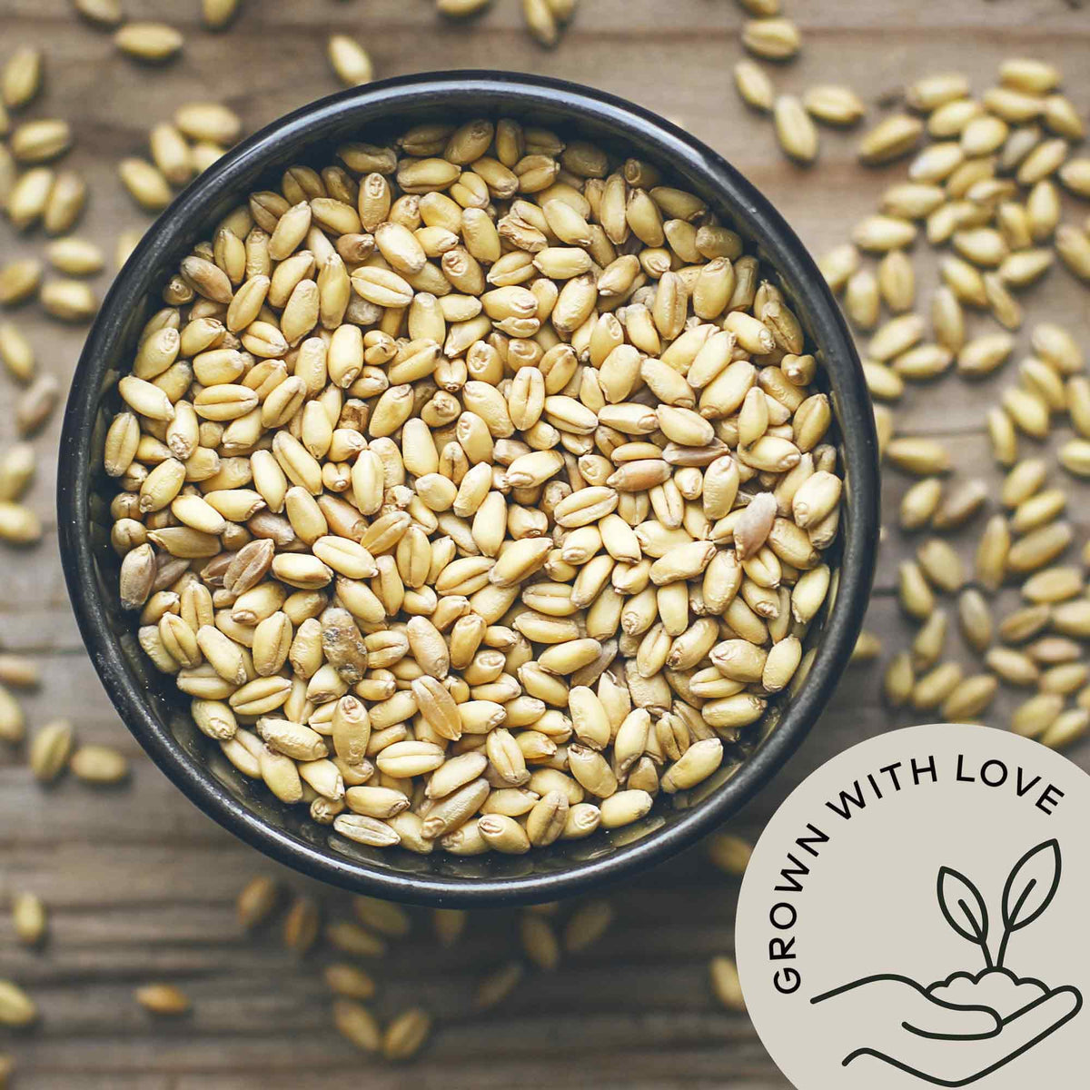 Be Still Farms Organic Hulled Barley Grain (4.8lb) – High-Fiber Whole Barley Groats