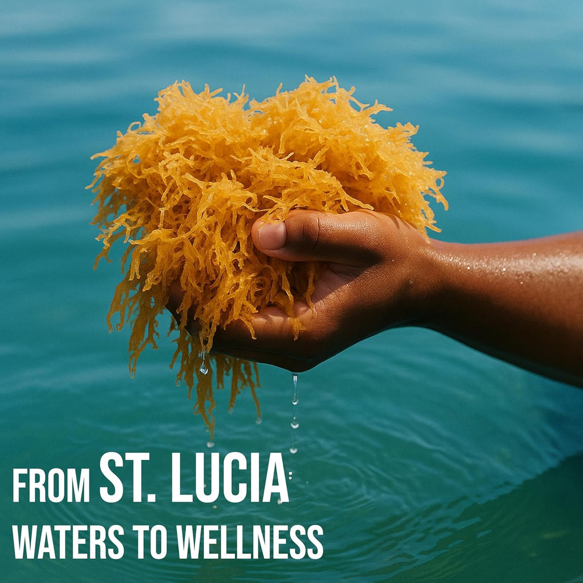 BUIE Golden Irish Sea Moss — Wildcrafted from St. Lucia | 8oz Makes ~120+ oz Sea Moss Gel | 100% Natural, Raw & Sun-Dried