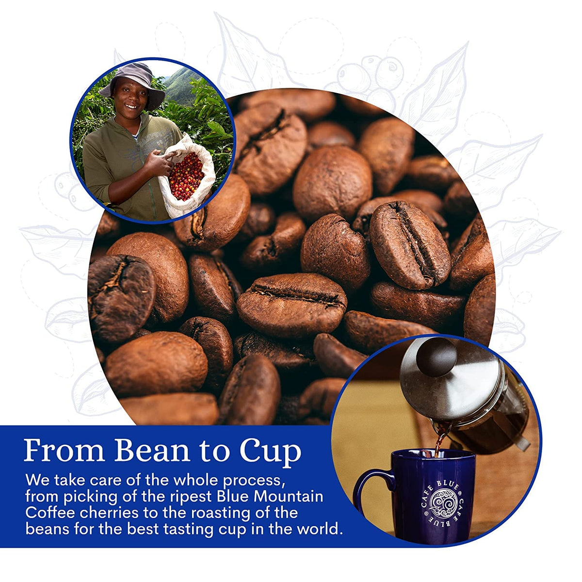 Cafe Blue – 100% Authentic Jamaica Blue Mountain Coffee (Clifton Mount), Medium Roast, 16 oz