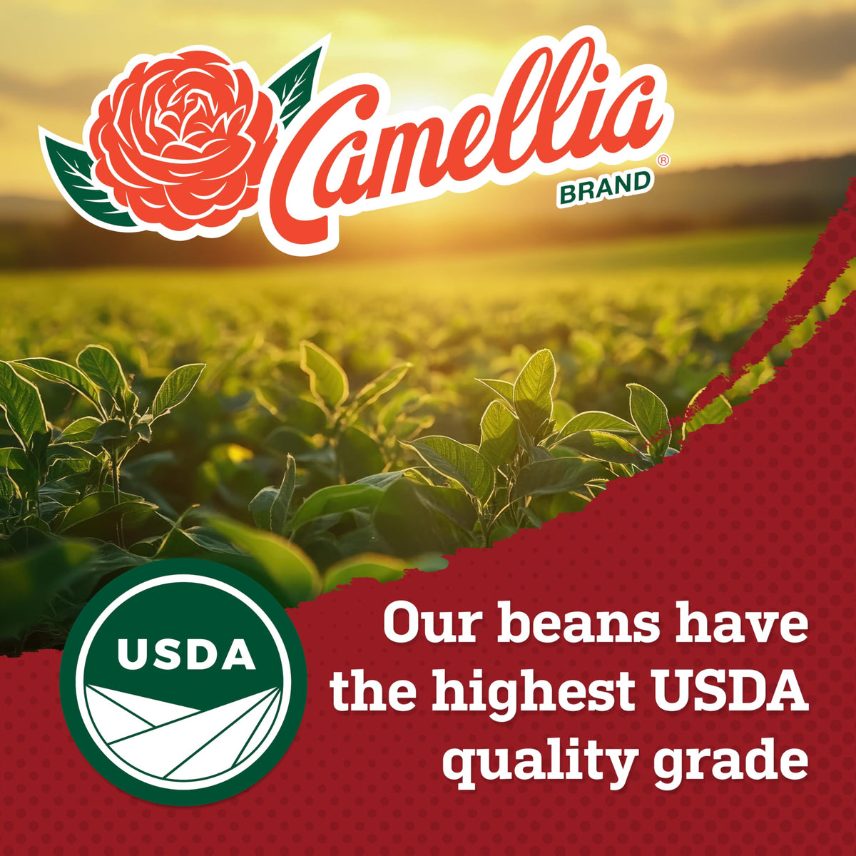 Camellia Brand Dried Cannellini Beans - Premium White Kidney Beans, Non-GMO, Gluten-Free, 1 lb (Pack of 6)