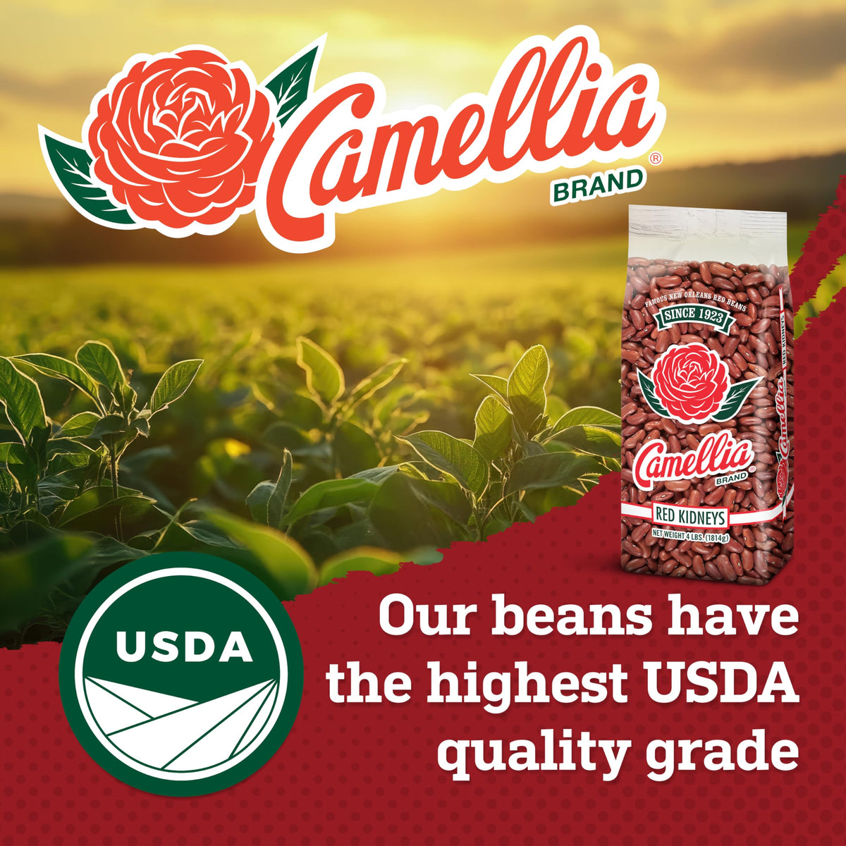 Camellia Brand Dried Red Kidney Beans – Premium Non-GMO, 1 lb (Pack of 6)