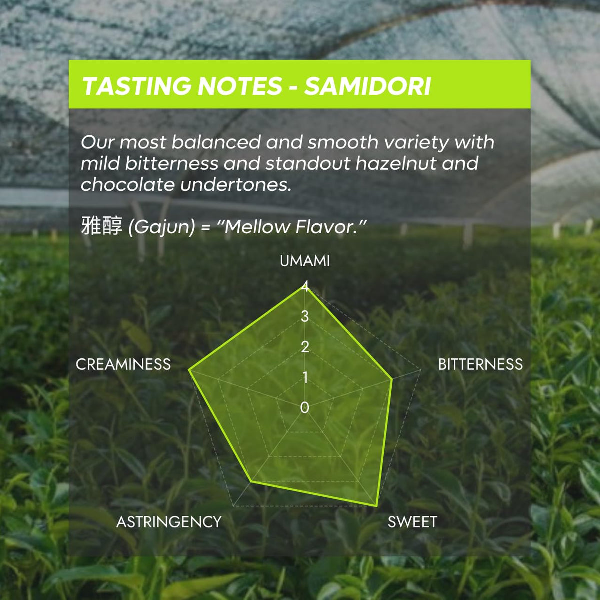 Chazoku Samidori Ceremonial Matcha 35g Tin | First Harvest Kagoshima | Stone-Milled Single Cultivar