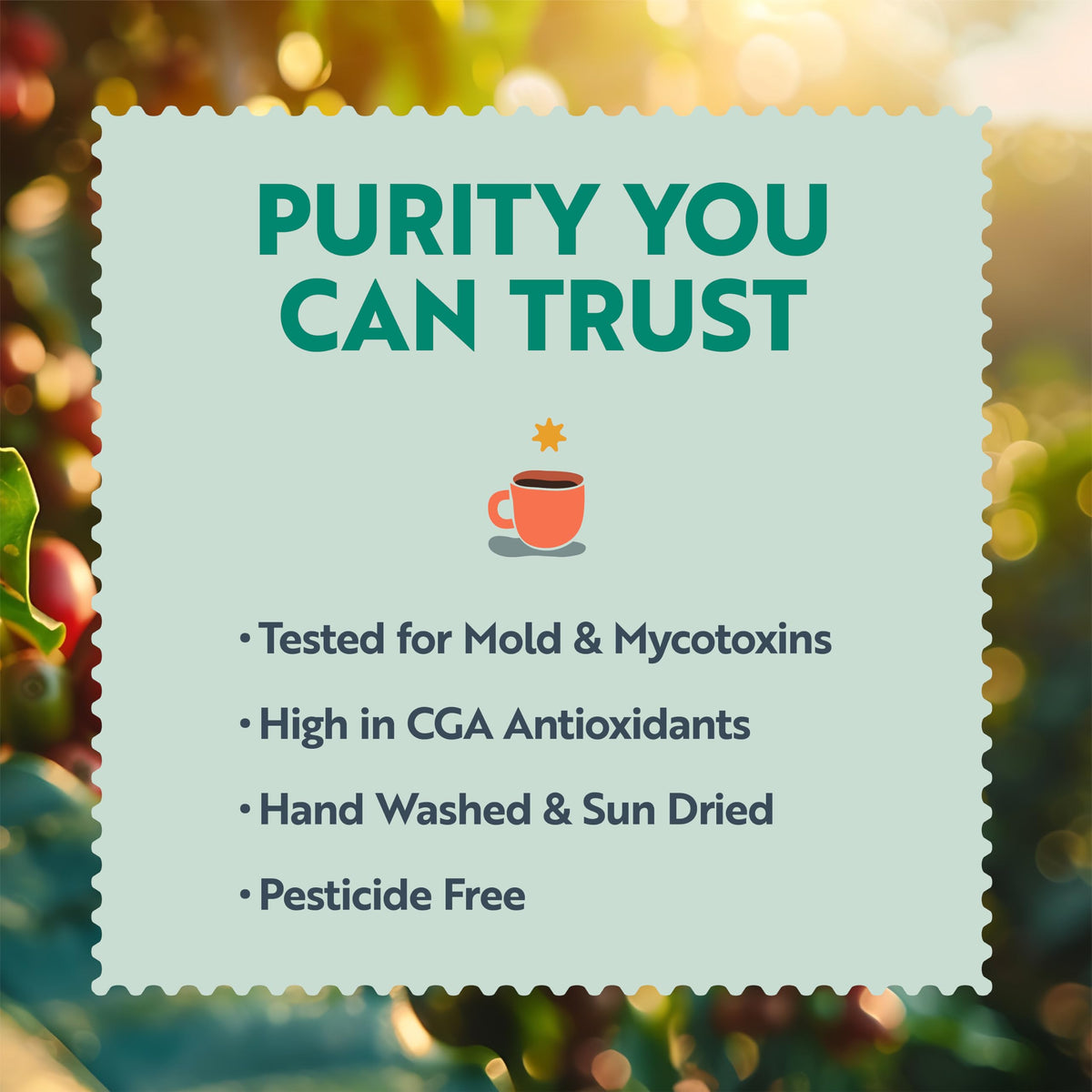 Clean Coffee Co. Papua New Guinea Blend – Low Acid Roast, Milk Chocolate & Roasted Almonds (Ground, 12 oz)