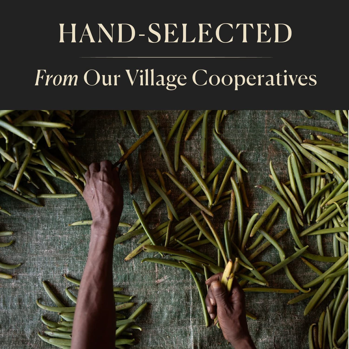 COOK'S 25 Organic Madagascar Vanilla Beans – Grade A Pods, Certified Organic for Extract & Baking