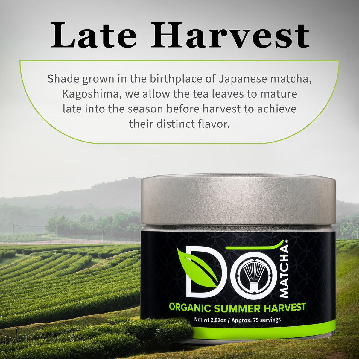DoMatcha Organic Summer Harvest Matcha Powder – Latte Grade, Authentic Japanese Green Tea, 2.82 oz