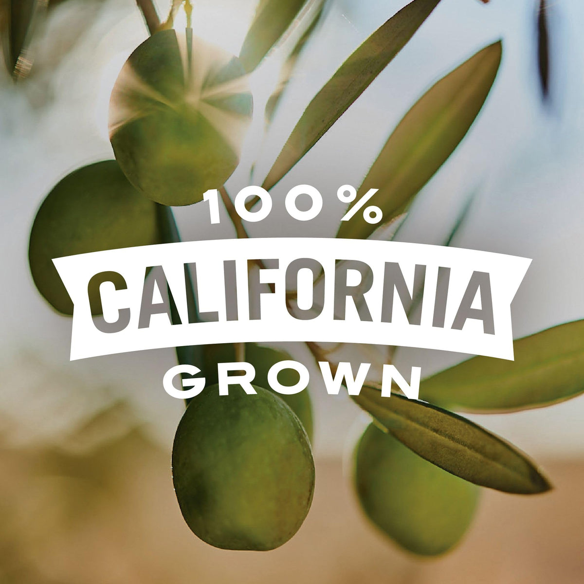 Early California Simply Olives Green Ripe Pitted Olives, 12 Pack 6oz Cans