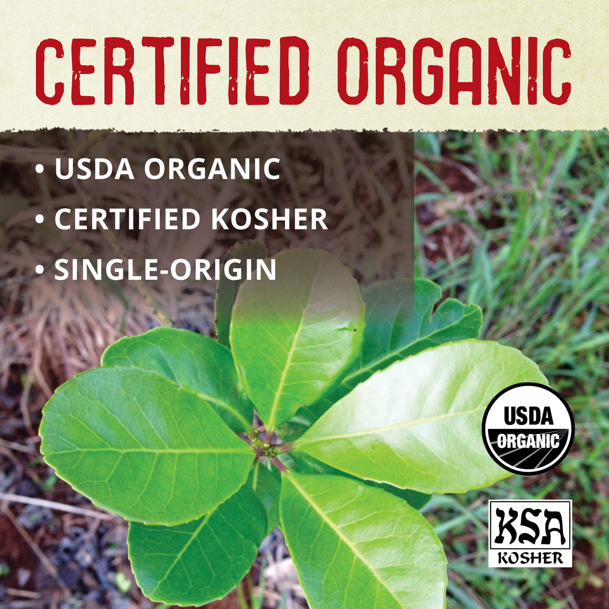 ECOTEAS Premium Organic Yerba Mate Tea Bags – Unsmoked, Kosher & Non-GMO Bulk 100 Bags