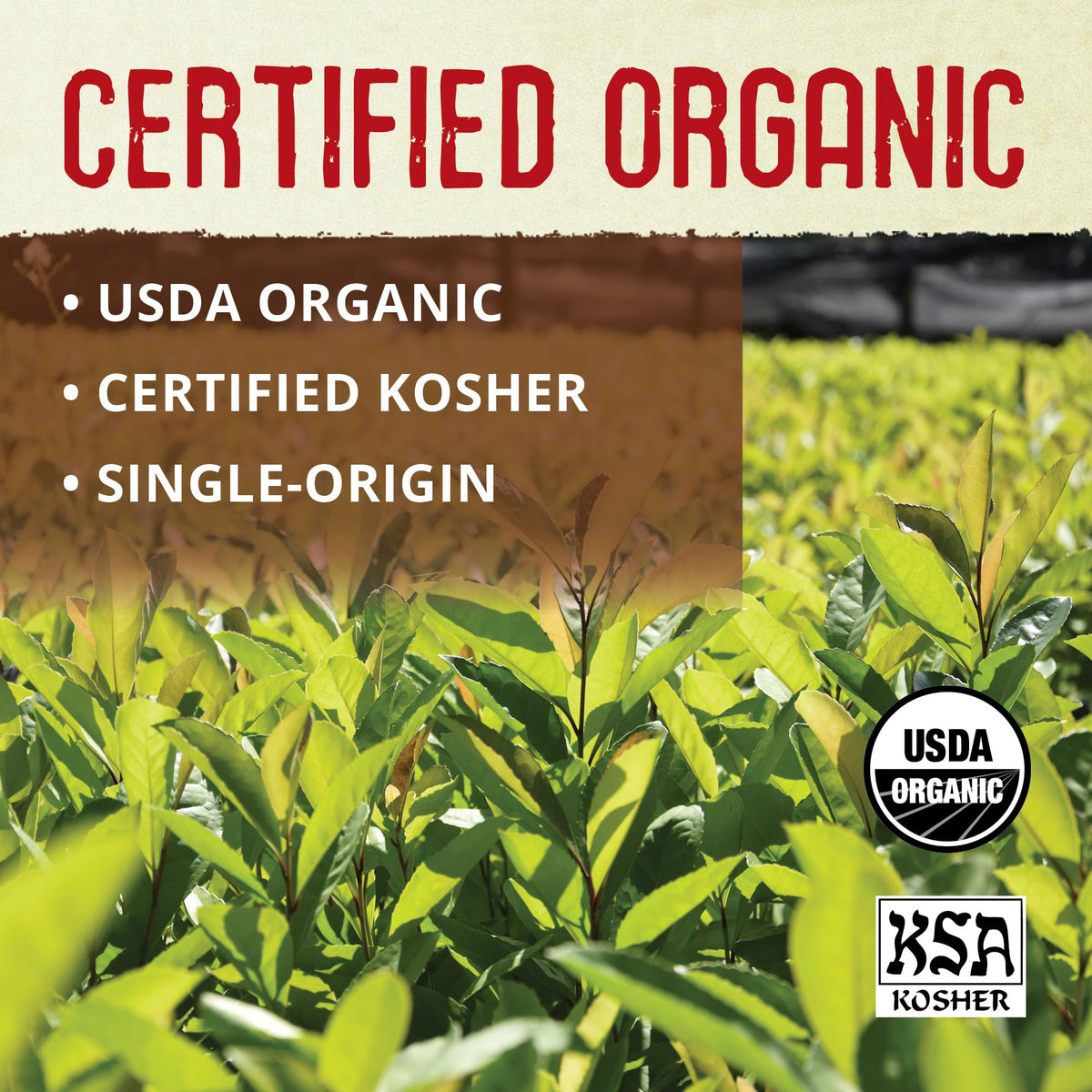 ECOTEAS Organic Yerba Mate Loose Leaf Tea – Unsmoked Detox & Natural Energy