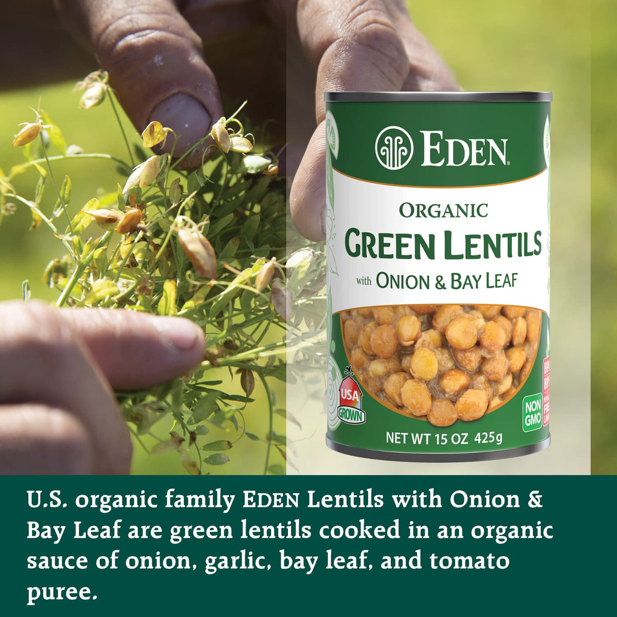 Eden Organic Green Lentils with Onion & Bay Leaf — 15 oz Can, 12-Pack