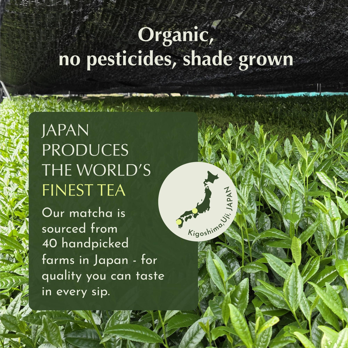 Encha Matcha Latte Grade Powder — Organic First Harvest from Uji, Japan | 30 Sachets