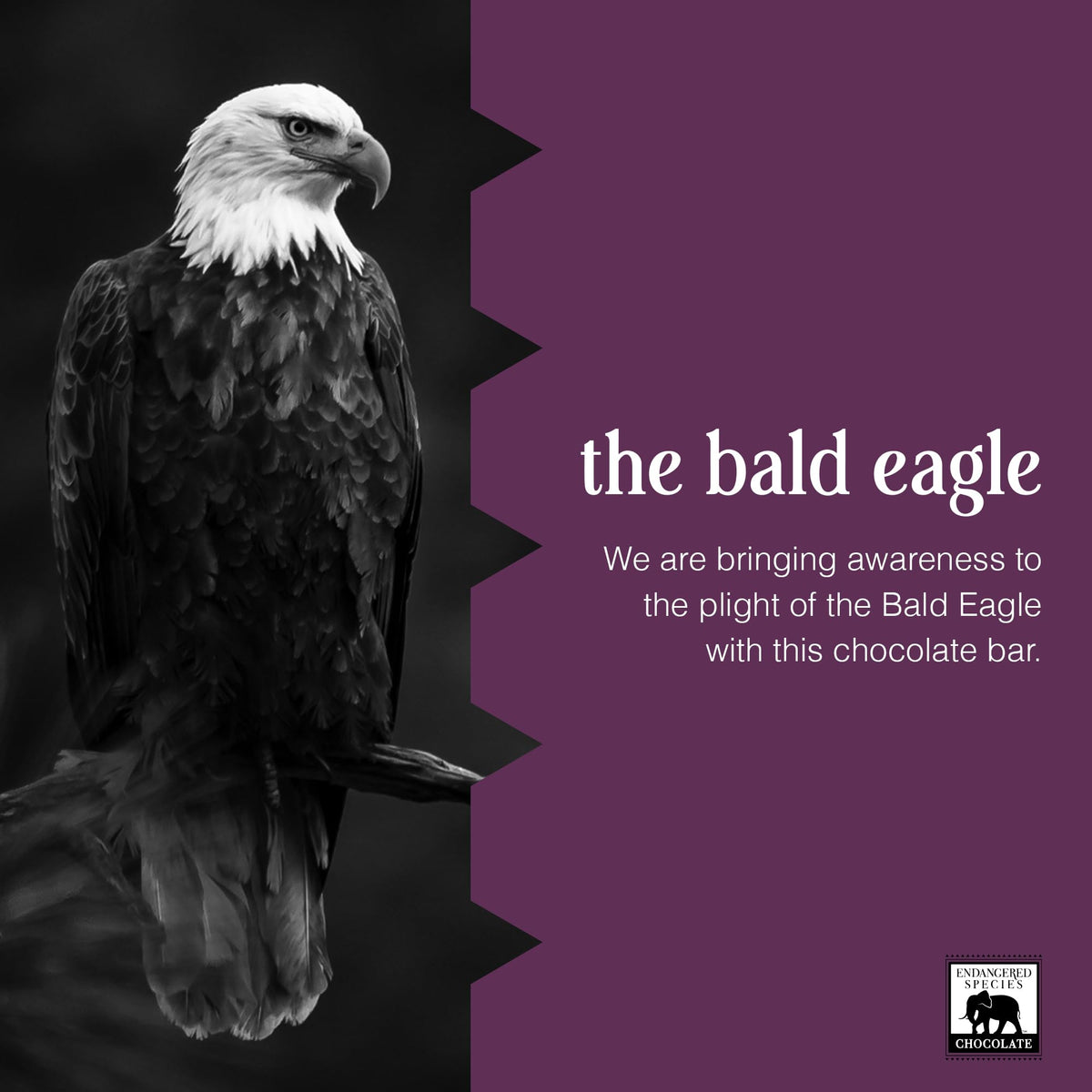 Endangered Species Dark Chocolate Bar with Caramel & Sea Salt – 60% Cocoa