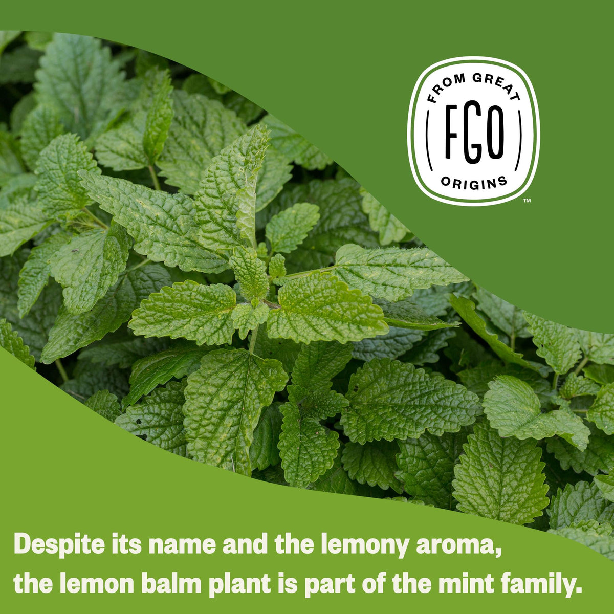 FGO Organic Lemon Balm Tea – Caffeine-Free, 100 Bags, Eco-Conscious & Resealable