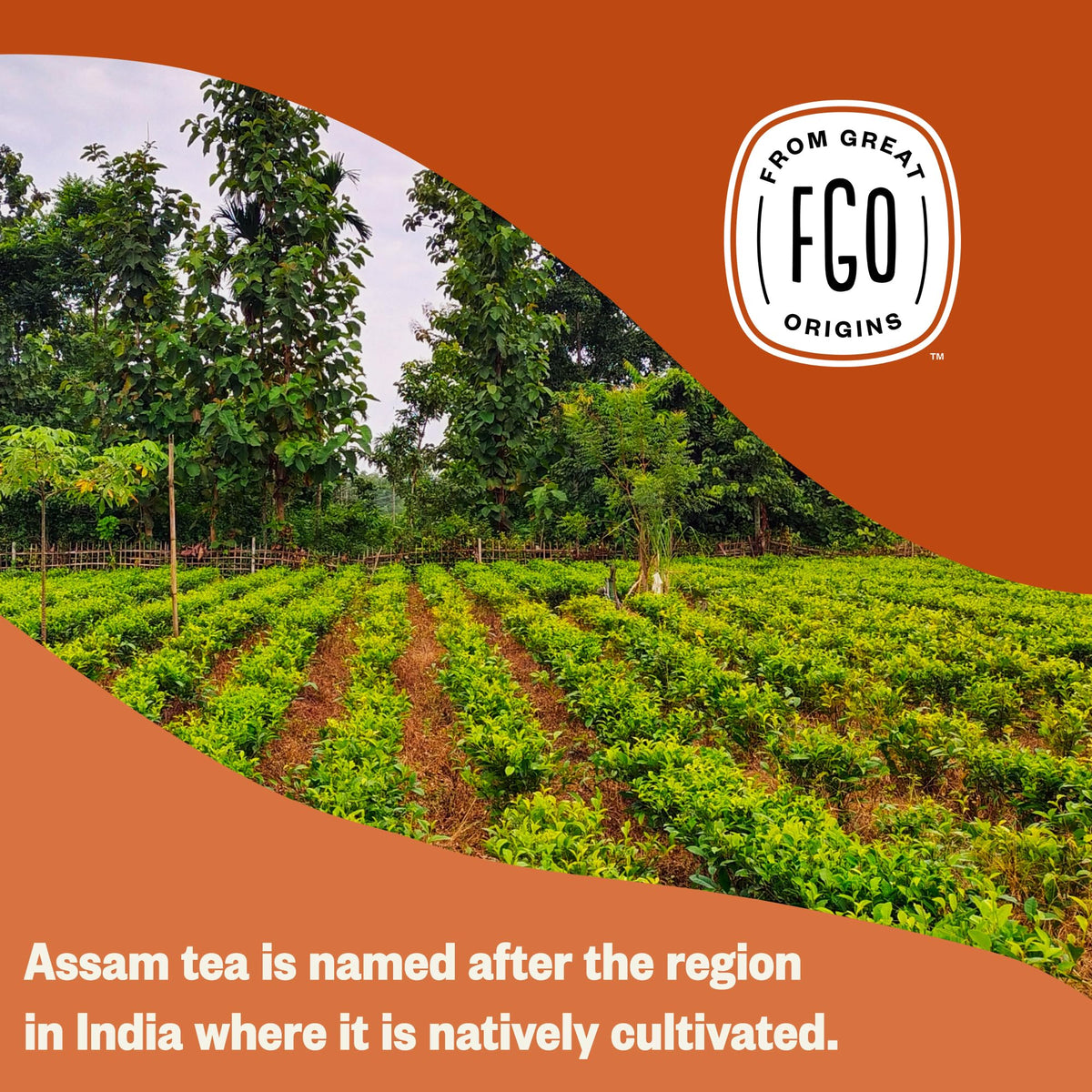 FGO Organic Assam Tea - 100 Count Eco-Conscious Black Tea Bags | Resealable Bag (Pack of 1)