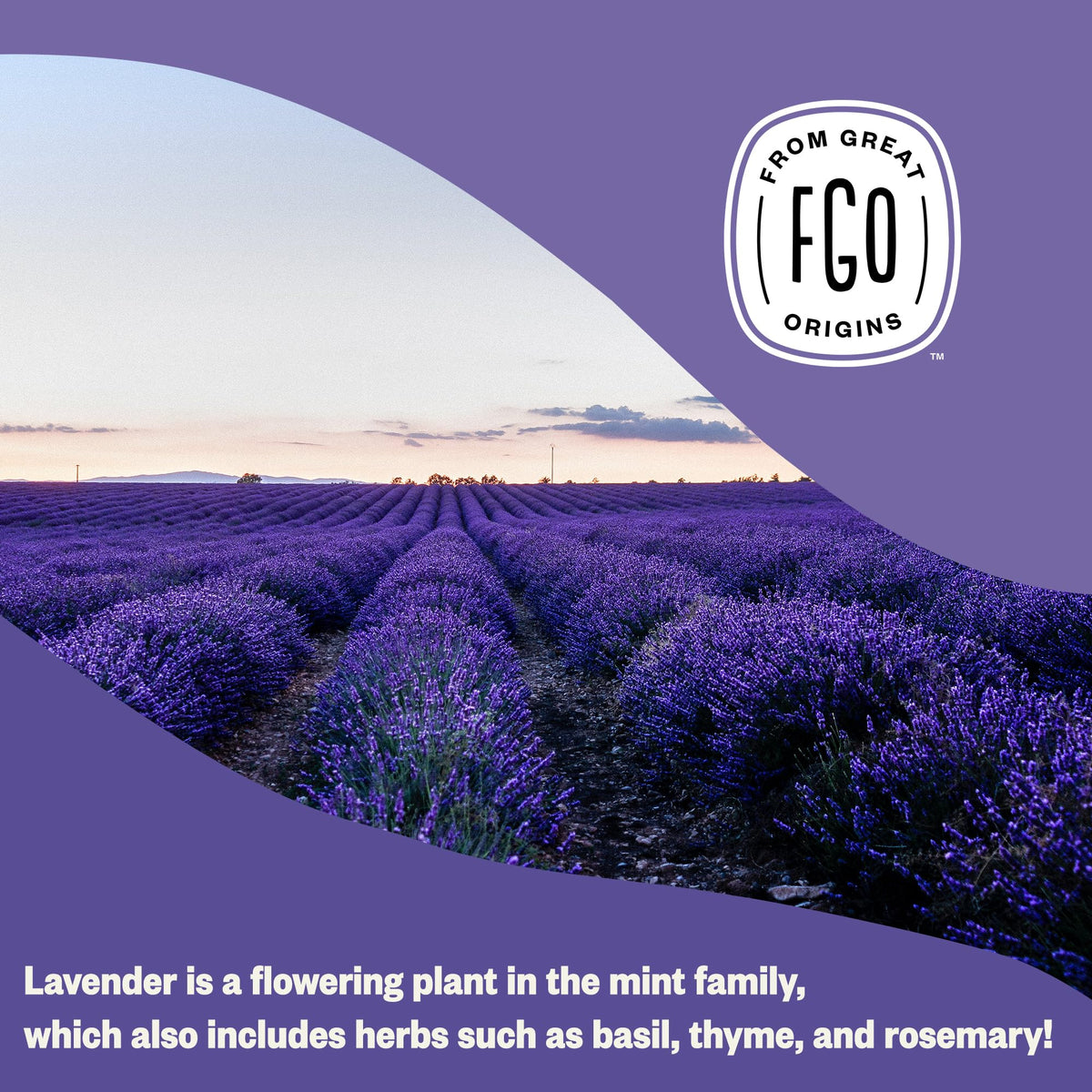 FGO Organic Dried Lavender Flowers – Extra Grade French Lavender Buds, 16oz Bulk