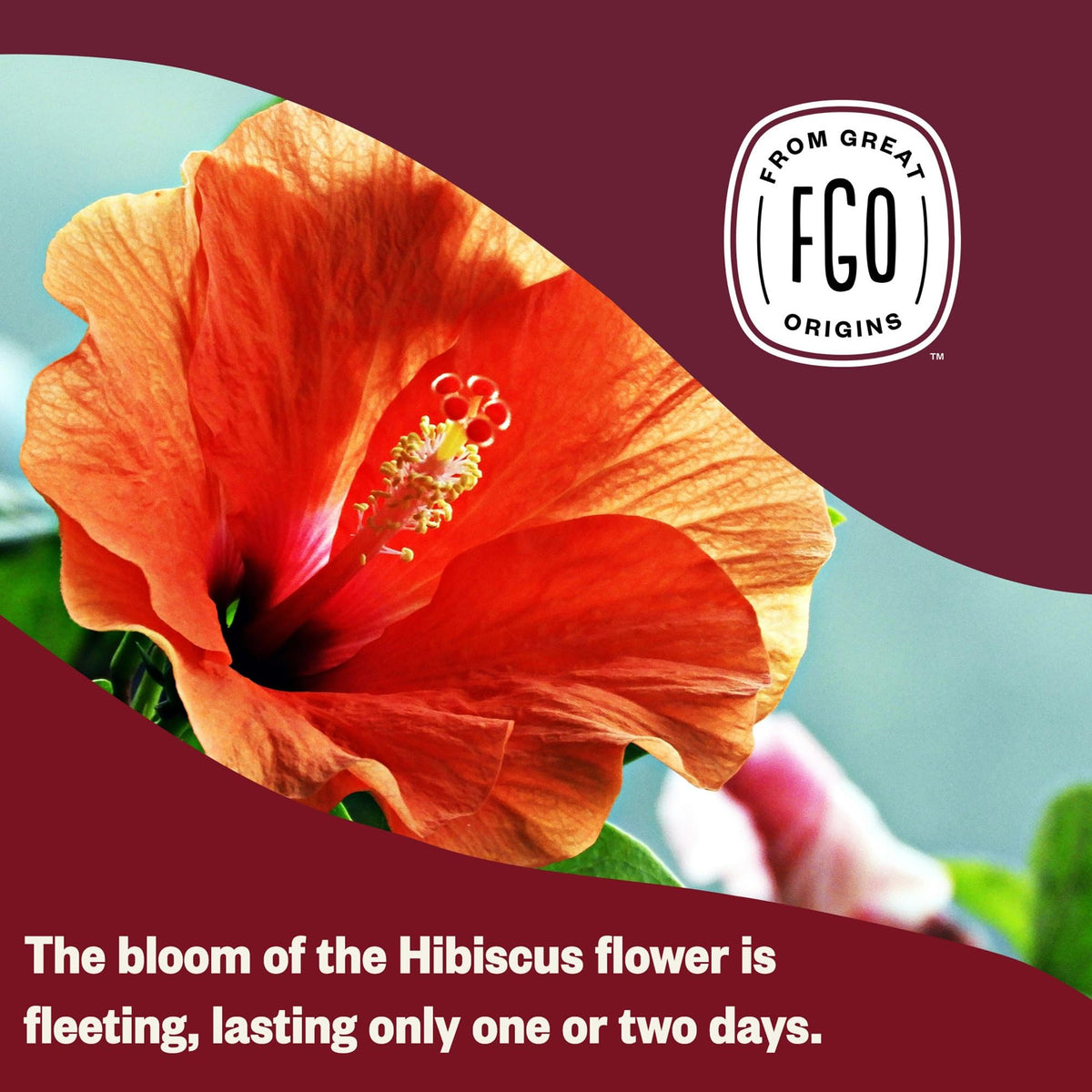 FGO Organic Hibiscus Tea – 100 Count, Eco-Conscious Tea Bags, Caffeine Free (Pack of 1)