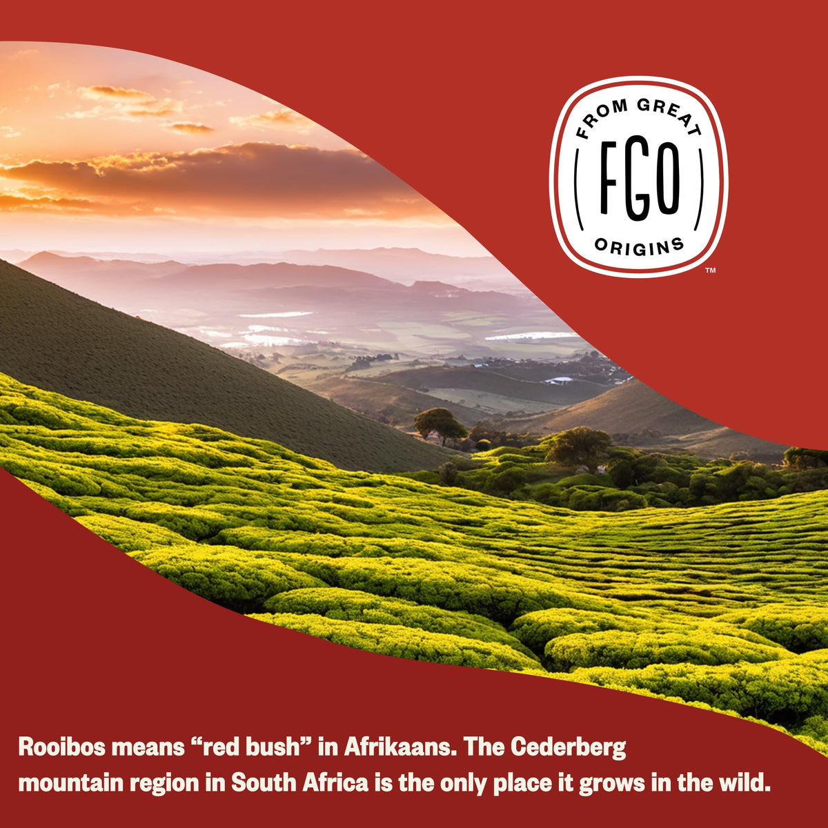 FGO Organic Rooibos Tea – Caffeine Free Loose Leaf, 16 Oz Bulk (Pack of 1)