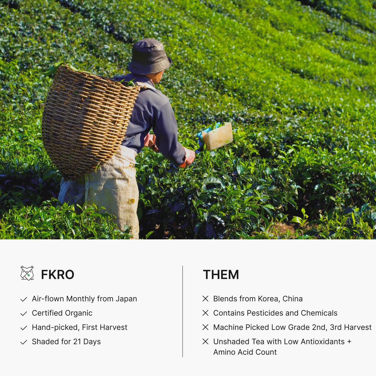 FKRO Organic Ceremonial Grade Matcha — Saemidori, 1st Harvest, Single Origin | Fresh Monthly 30g Tin