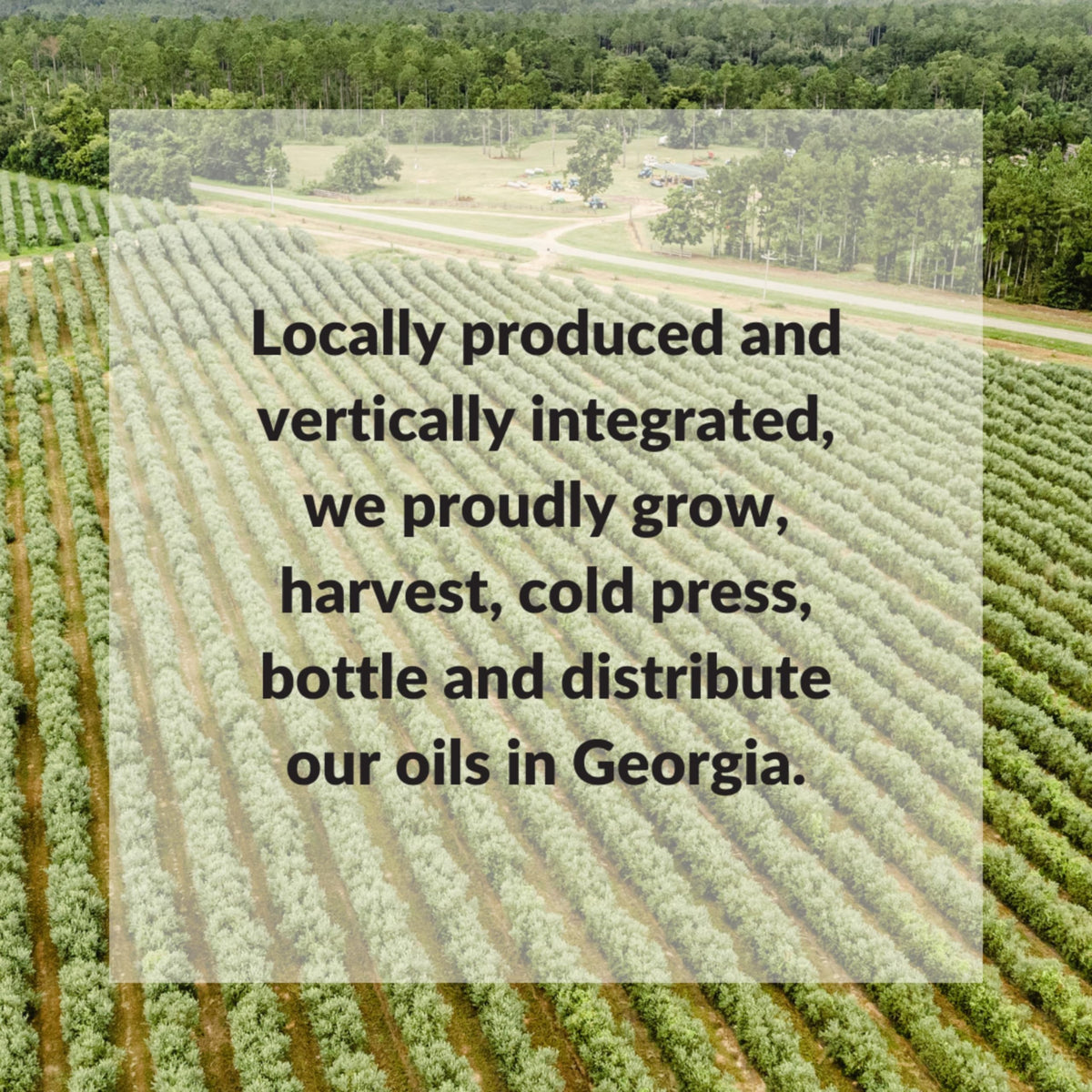 Fresh Press Farms Cold Pressed High Polyphenol Pure Gold EVOO – 16.4 oz x 2, Georgia Grown, 100% American Made
