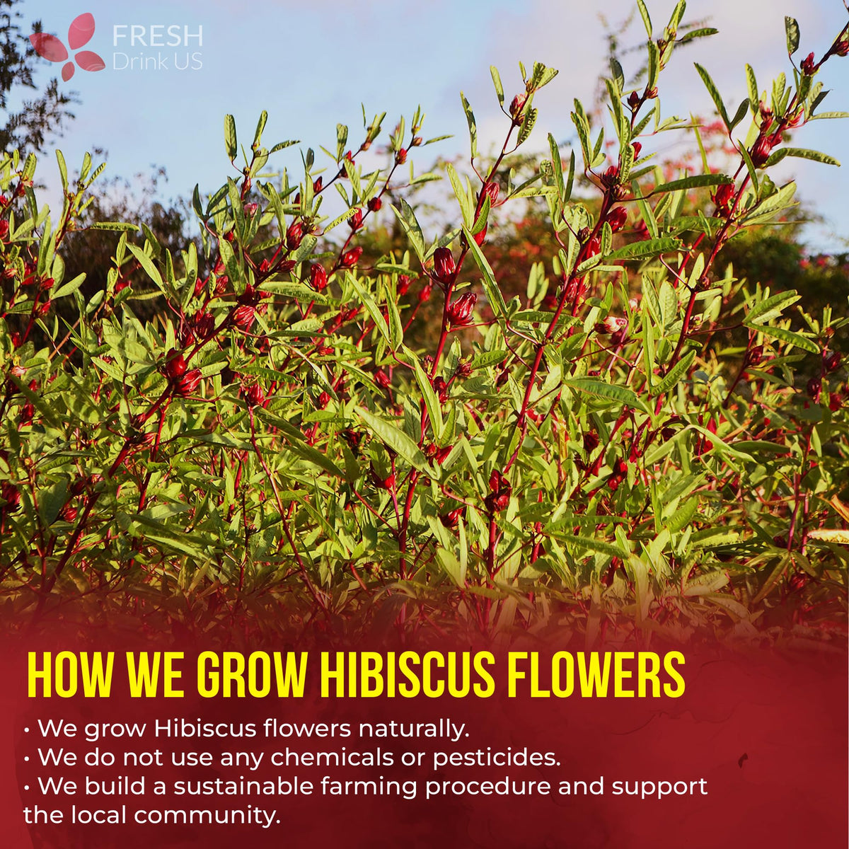 FreshDrinkUS Premium Hibiscus Tea Bags — 100% Natural Hibiscus Flowers, Caffeine-Free, Gluten-Free, Vegan