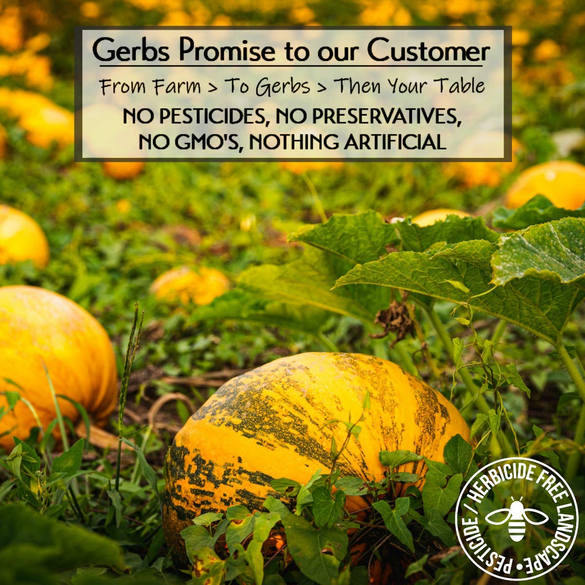 GERBS Jumbo Sea Salted Pumpkin Seeds in Shell – 2 LB, Allergen-Free & Non-GMO