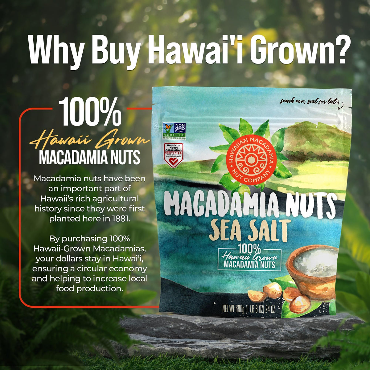 Hawaiian Macadamia Nut Company Dry Roasted Macadamias with Sea Salt – 24 oz, Gluten-Free & Non-GMO