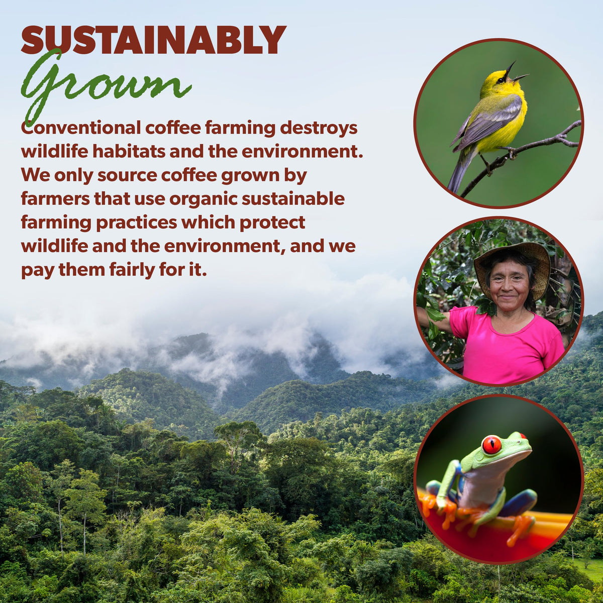 Low Acid Organic Coffee – Whole Bean, Mold-Free | Java Planet PNG