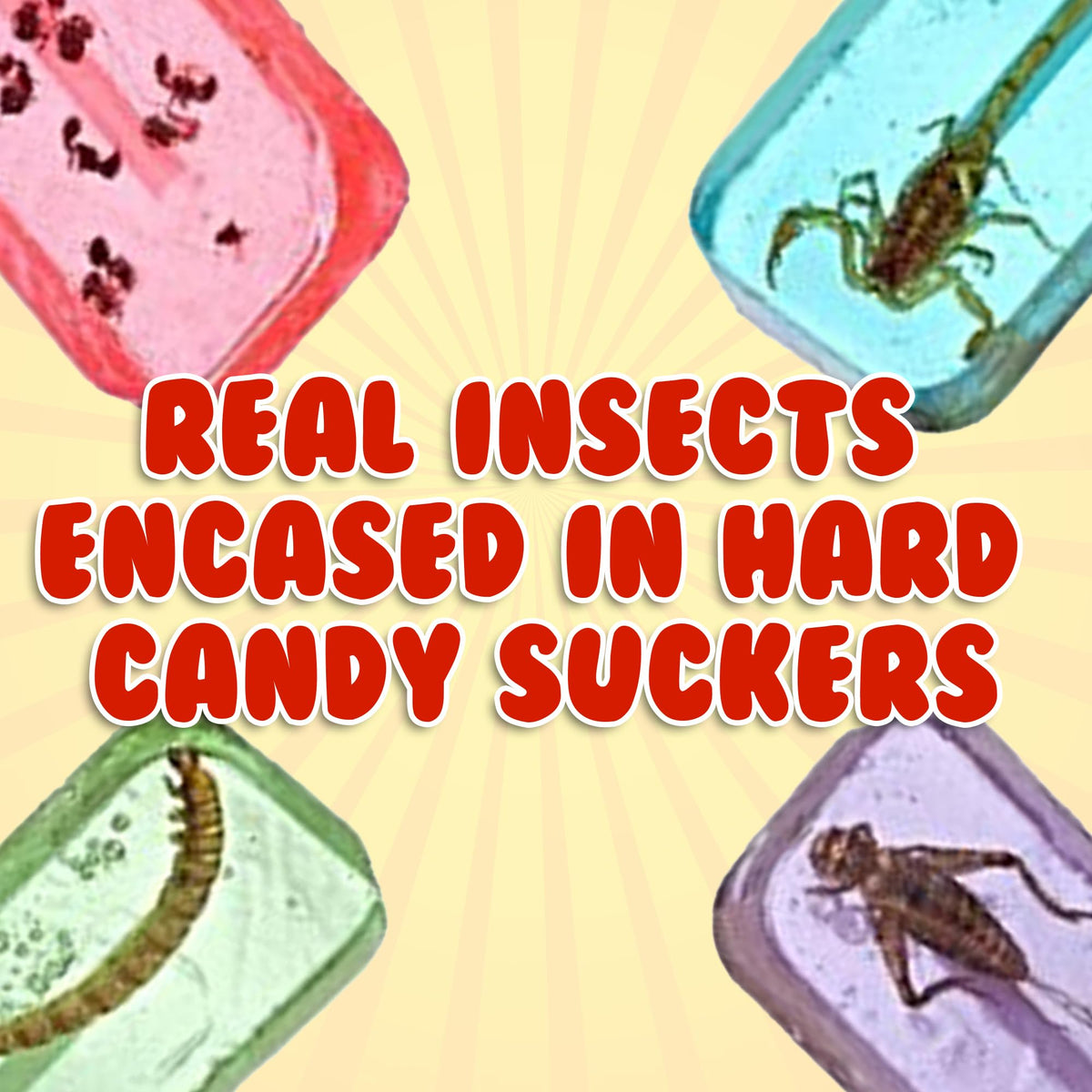 HotLix Insect Lollipops (16-Pack) – Scorpions, Worms, Ants & Crickets | Jerky-n-Spice