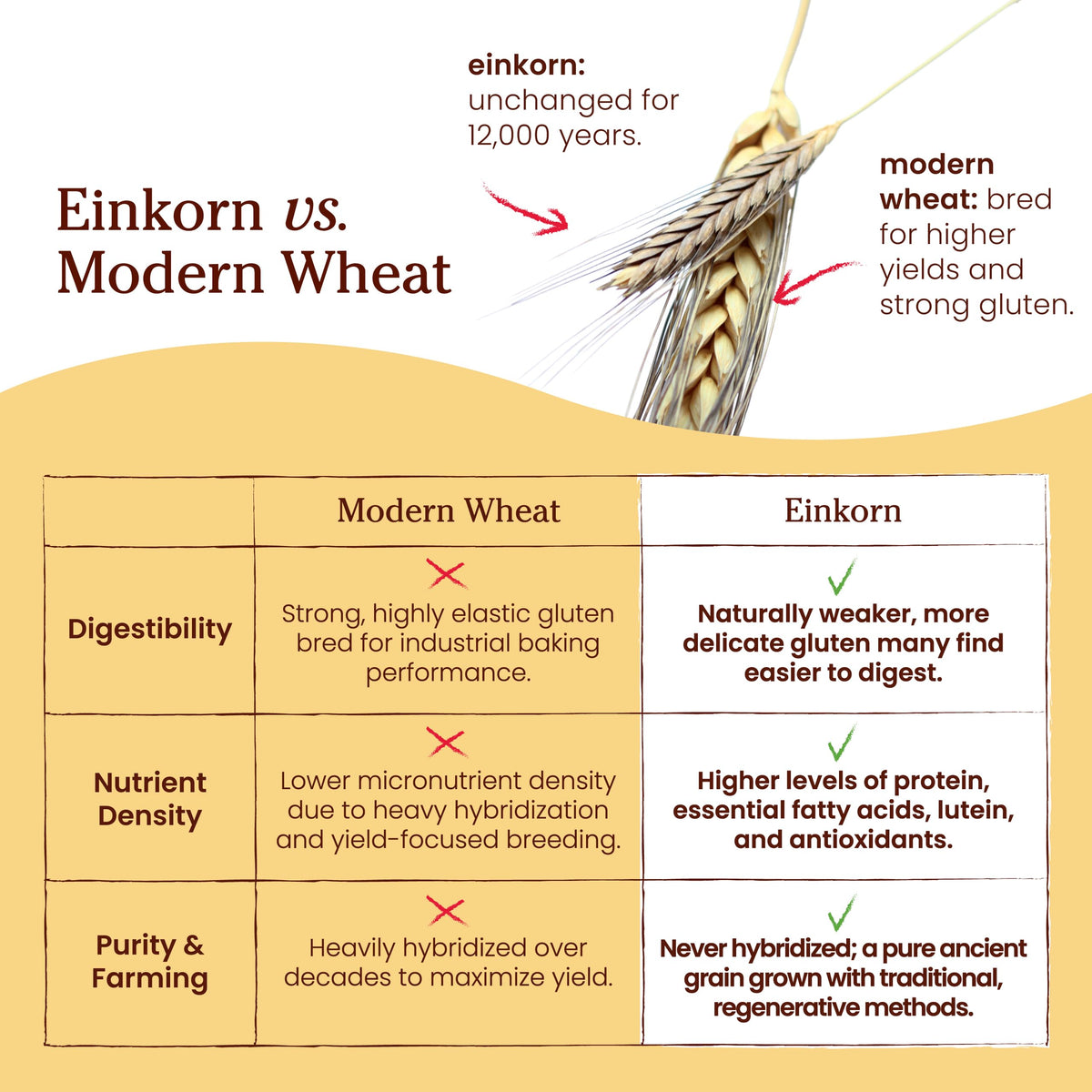 Jovial Organic Einkorn Whole Wheat Flour – 4 Pack (32 oz each), Non-GMO, Glyphosate Free