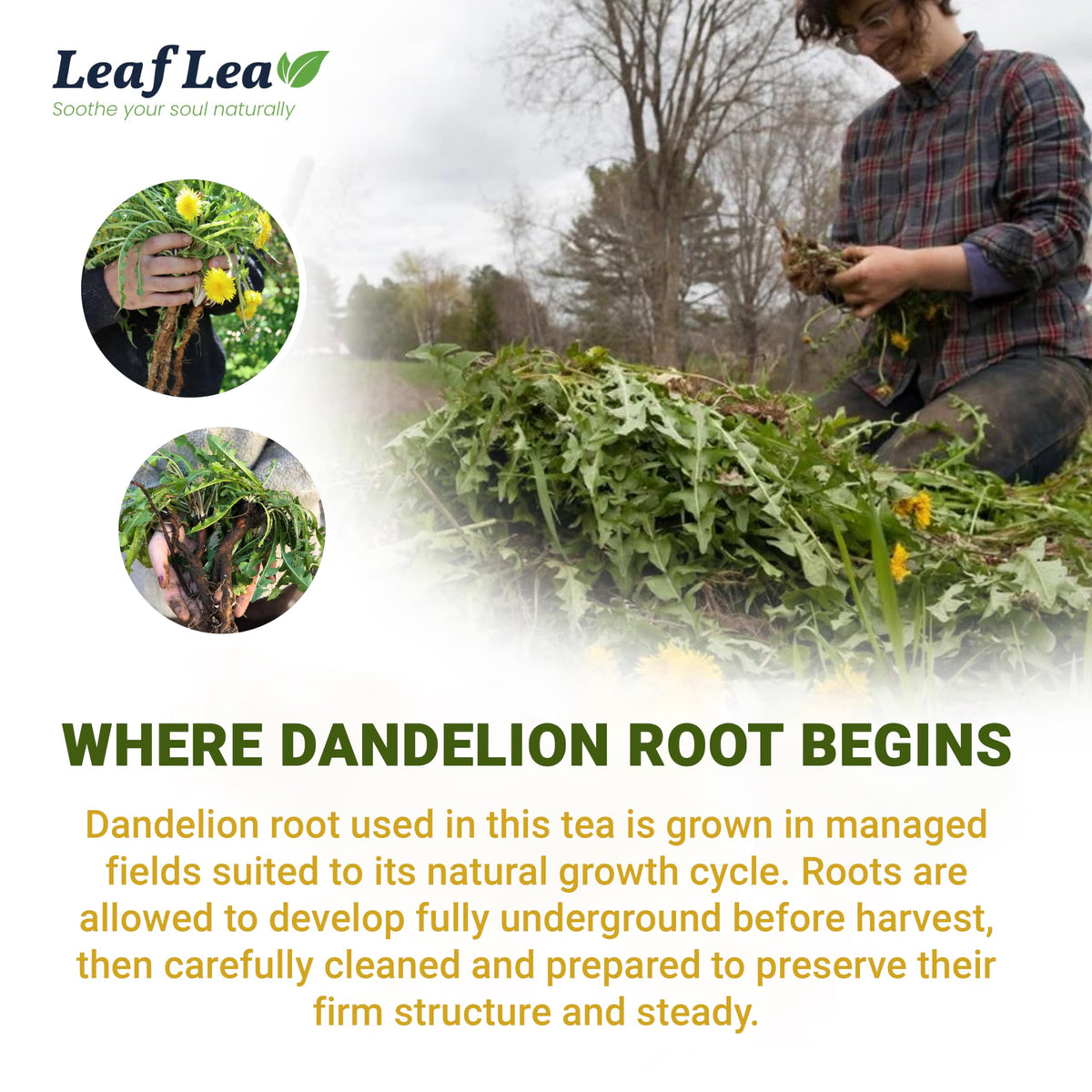 LeafLea Dandelion Root Tea Bags — Caffeine-Free Herbal Tea for Digestive Wellness | Pack of 3