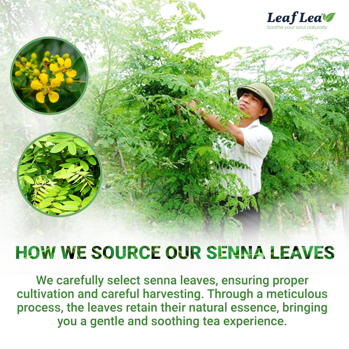 LeafLea 120 Senna Tea Bags – Pure Senna Herbal Tea for Gentle Digestive Support