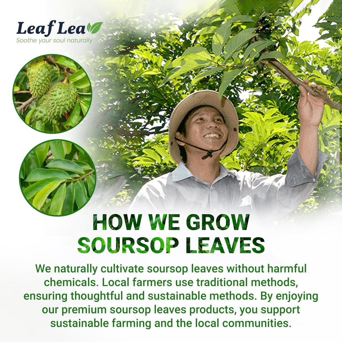 LeafLea 120 Soursop Tea Bags – 100% Pure Graviola Leaves, Caffeine-Free Herbal Tea, Non-GMO, Pack of 3