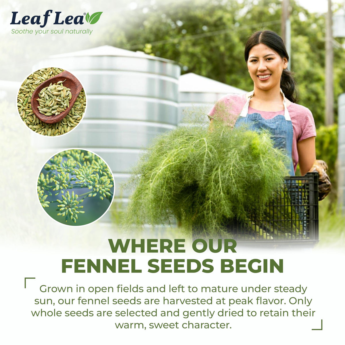 LeafLea 80 Premium Fennel Tea Bags — Pure Dried Fennel Seed Tea for Daily Ease