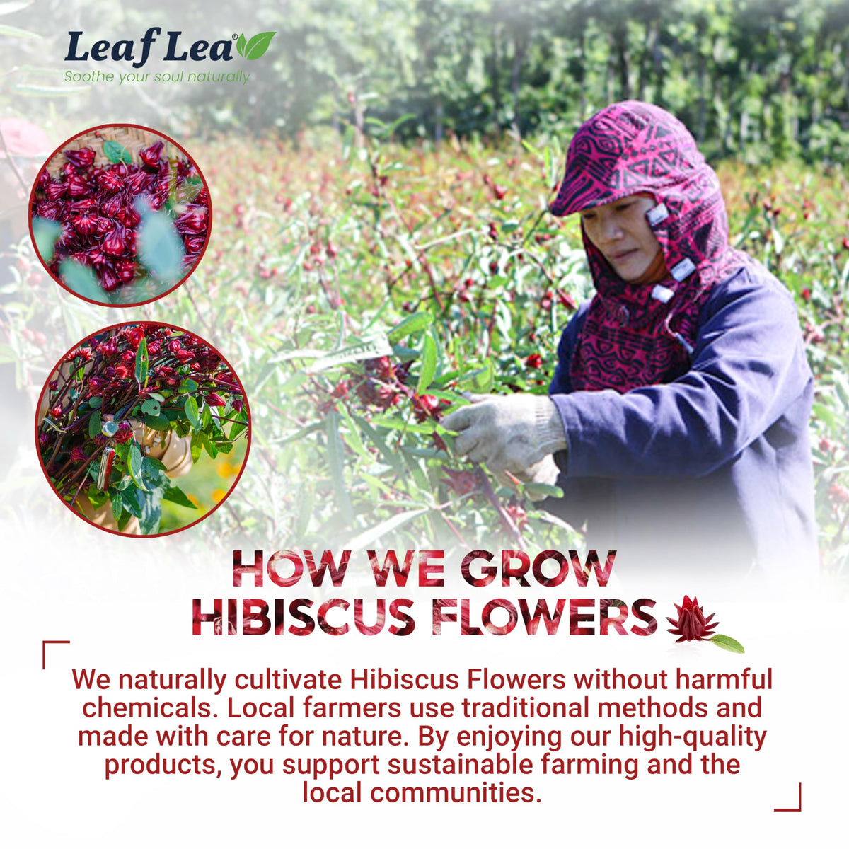 LeafLea 120 Hibiscus Tea Bags - 100% Hibiscus Flowers, Caffeine-Free