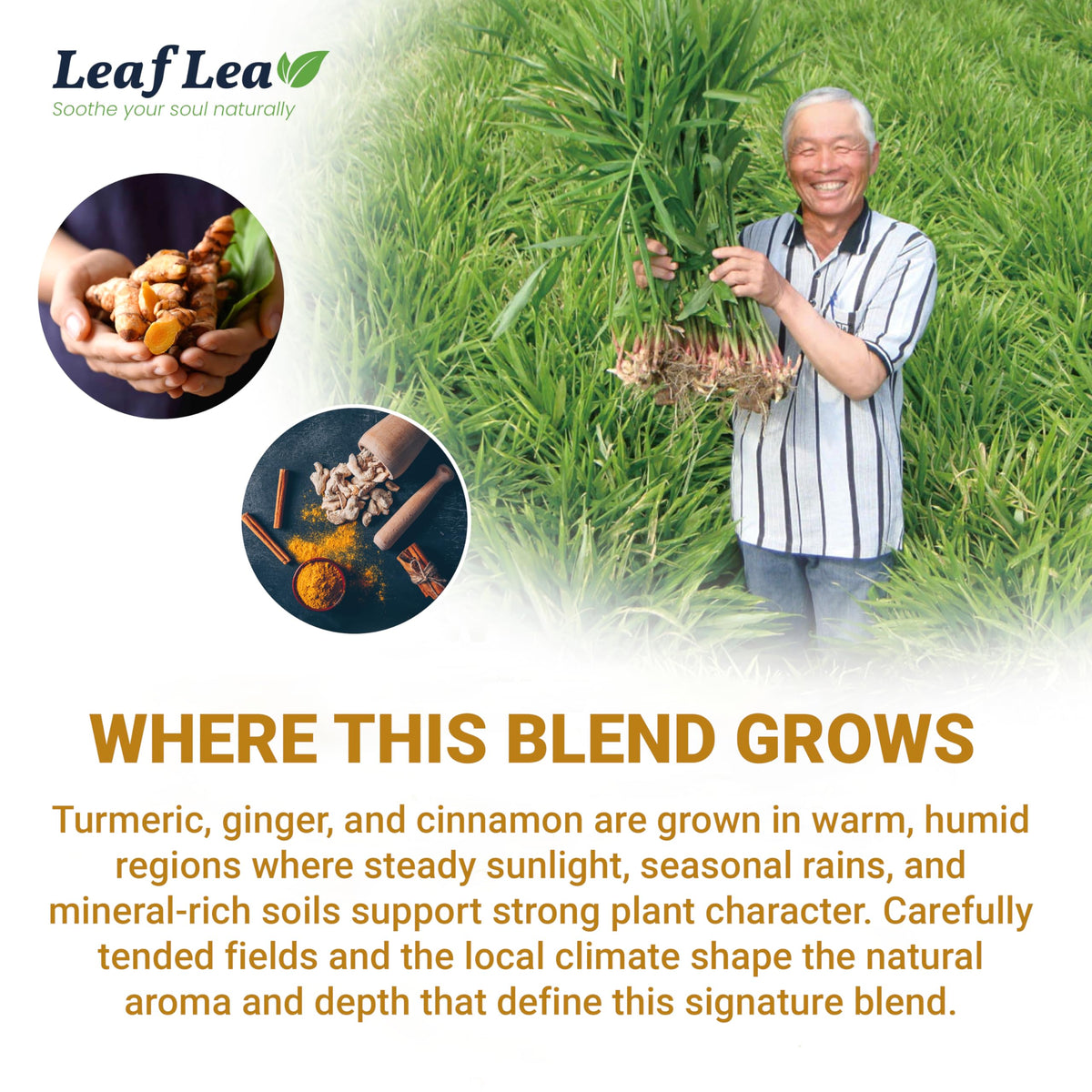 LeafLea Turmeric Ginger Cinnamon Tea – 120 Bags, Natural, Caffeine-Free, No Sugar, Supports Digestion & Immunity