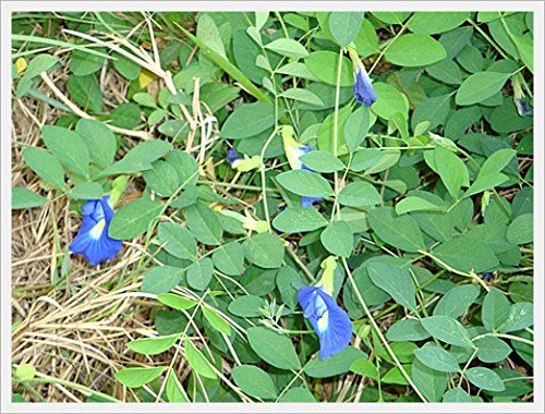 MAKALIN BRAND Butterfly Pea Flowers Whole, Dried – 1000 g | 100% Organic