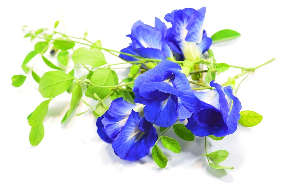 MAKALIN BRAND Butterfly Pea Flowers Whole, Dried – 1000 g | 100% Organic