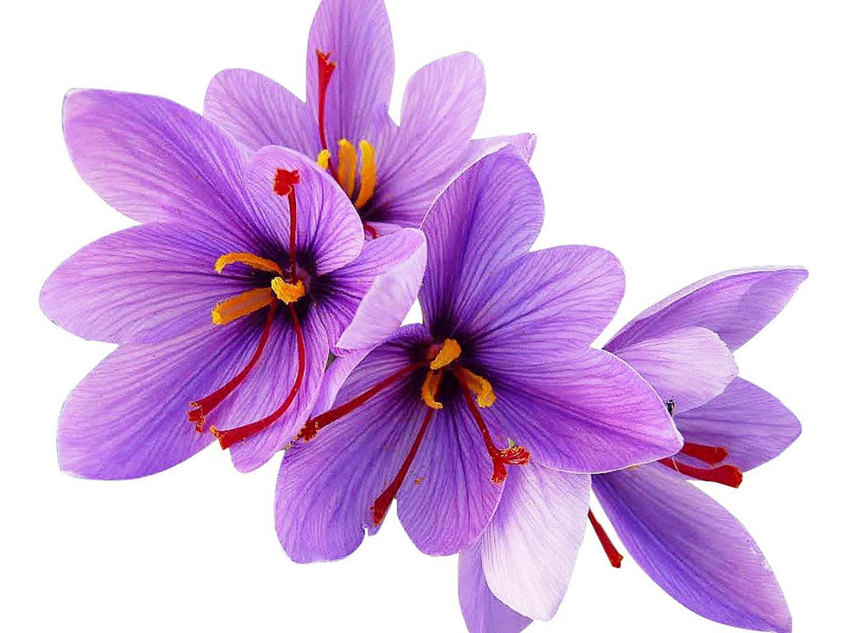 50 Jumbo Saffron Crocus Sativus Corms (9 cm) – Planting Instructions Included | Marde Ross & Company
