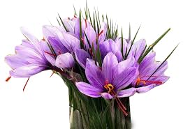 50 Jumbo Saffron Crocus Sativus Corms (9 cm) – Planting Instructions Included | Marde Ross & Company
