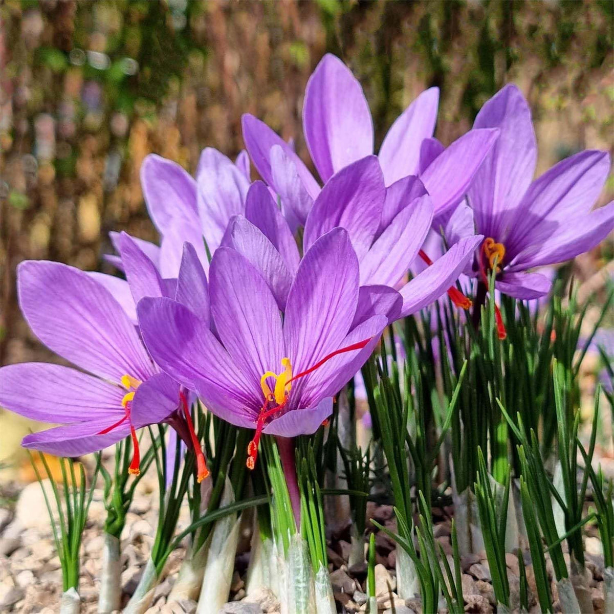 50 Jumbo Saffron Crocus Sativus Corms (9 cm) – Planting Instructions Included | Marde Ross & Company