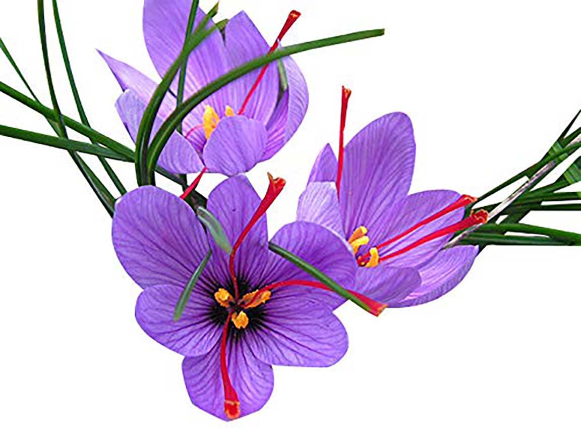 50 Jumbo Saffron Crocus Sativus Corms (9 cm) – Planting Instructions Included | Marde Ross & Company